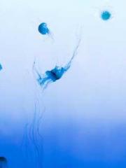 lt;The Dragon Discar