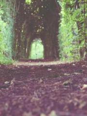 Qi is thin, but I be