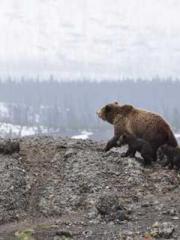 Omnipotent Mad Young