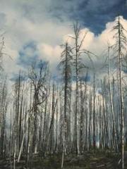 The Rough Man Hunter