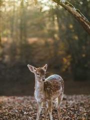 Yellow Spring Expres